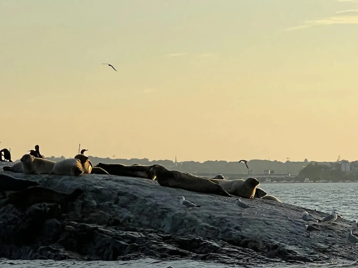 Harbor seals hauled out on a rocky ledge at sunset with the Portland skyline in the distance.